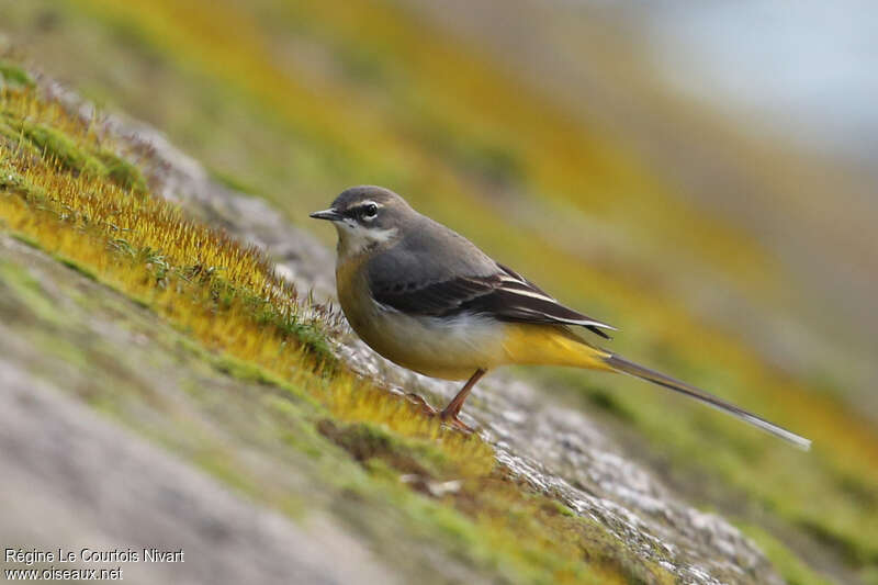 Grey Wagtail male adult post breeding, identification