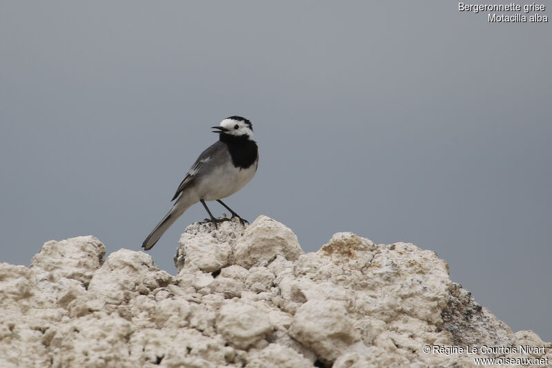 White Wagtail, song