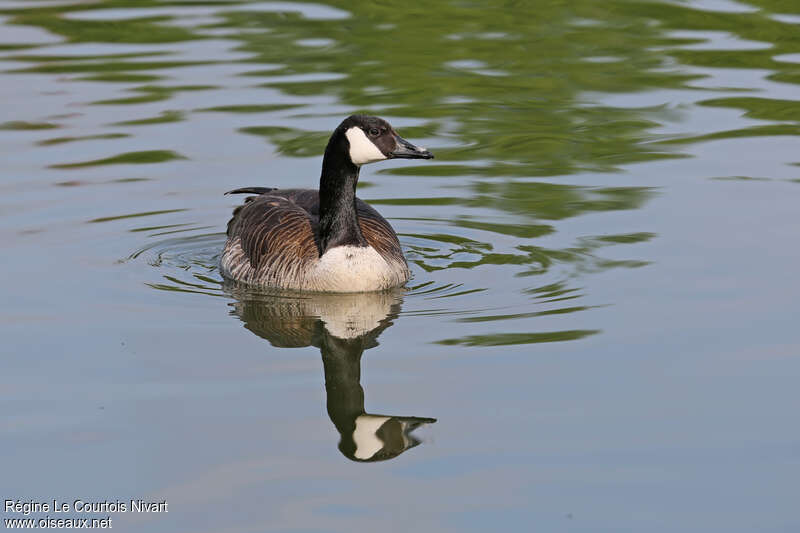 Canada Goose, swimming