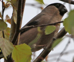 Eurasian Bullfinch 
&copy; R�gine Le Courtois Nivart