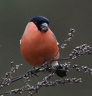 Eurasian Bullfinch 
&copy; R�gine Le Courtois Nivart