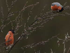 Eurasian Bullfinch 
&copy; R�gine Le Courtois Nivart