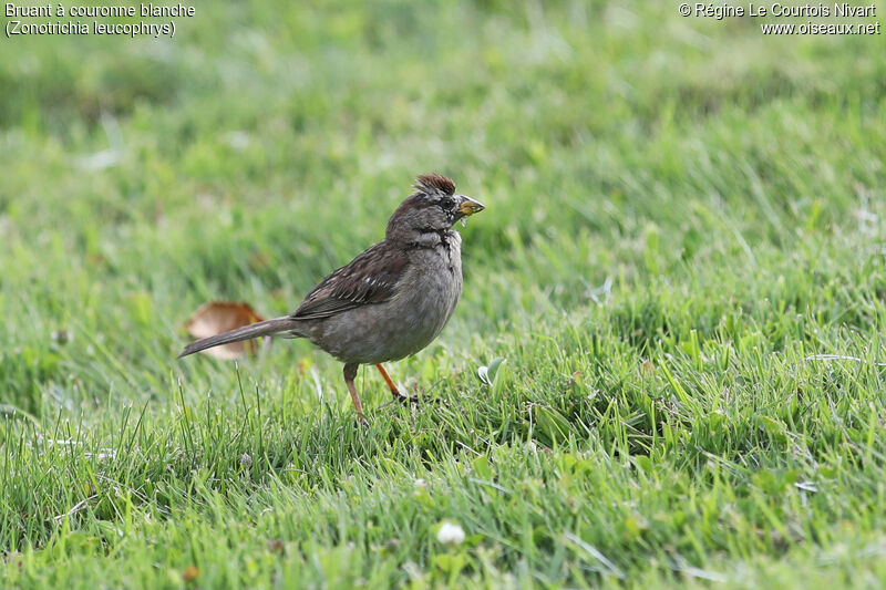 White-crowned Sparrowimmature