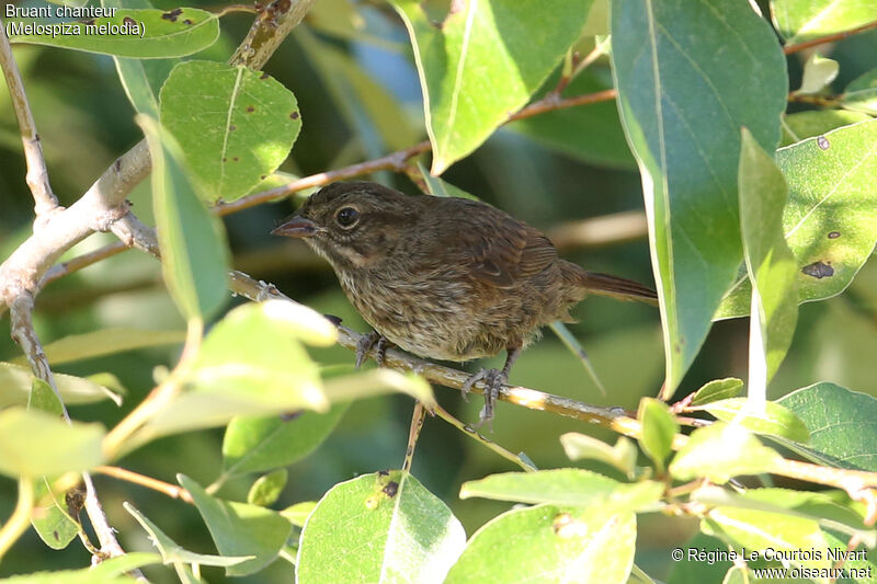 Song Sparrowjuvenile