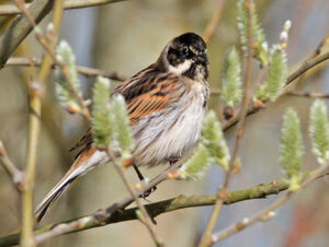 Common Reed Bunting 
&copy; R�gine Le Courtois Nivart