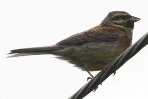 Cirl Bunting