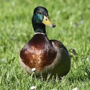 Canard colvert