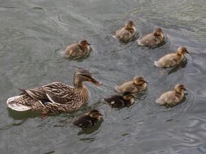Canard colvert