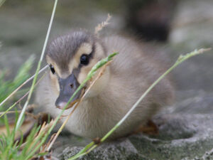 Canard colvert