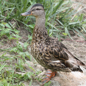 Canard colvert