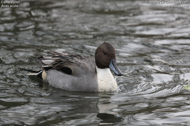 Northern Pintail male, identification