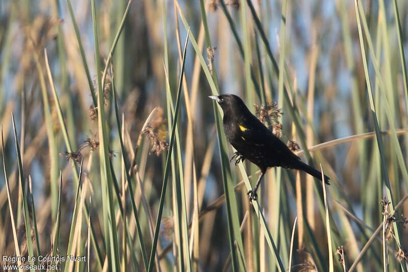 Yellow-winged Blackbird male adult breeding, habitat, pigmentation