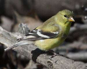 American Goldfinch