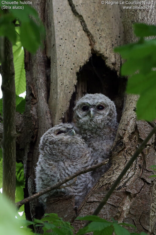 Tawny Owljuvenile