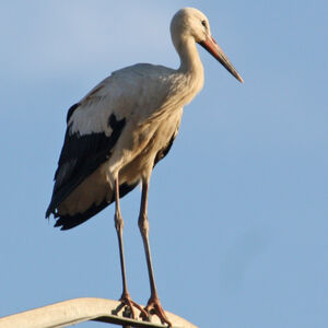 White Stork