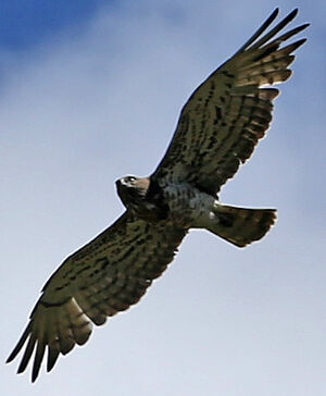 Short-toed Snake Eagle 
&copy; R�gine Le Courtois Nivart