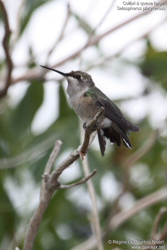 Colibri à queue largejuvénile