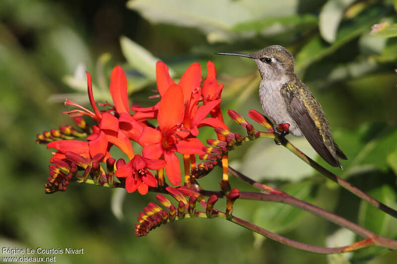 Anna's Hummingbird female adult, identification