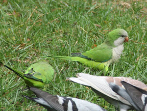 Conure veuve