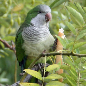 Conure veuve