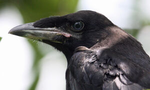 Rook 
&copy; R�gine Le Courtois Nivart