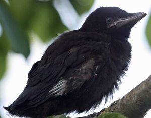 Rook 
&copy; R�gine Le Courtois Nivart