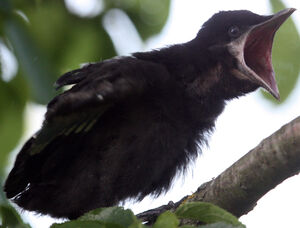 Rook 
&copy; R�gine Le Courtois Nivart