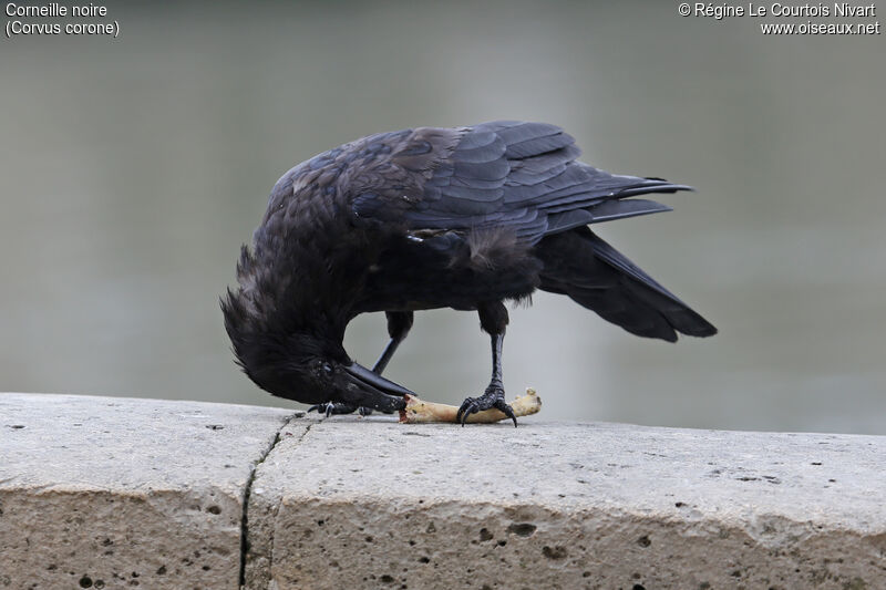 Carrion Crow, eats