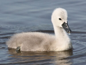 Mute Swan