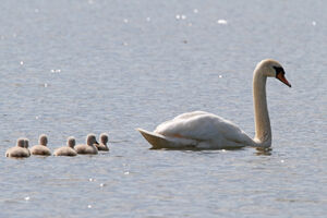Mute Swan