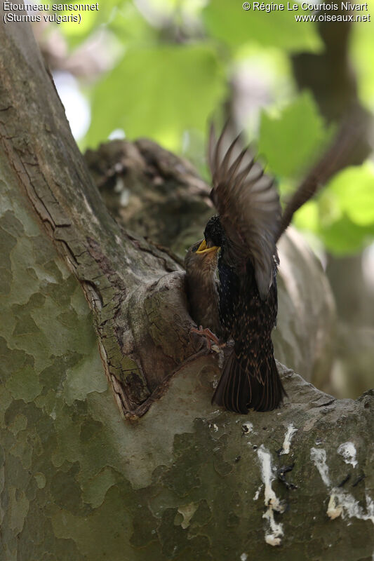 Common Starling, Reproduction-nesting
