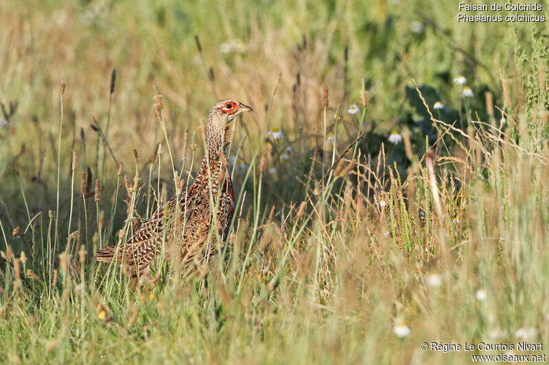 Common Pheasant male immature
