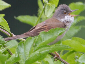 Common Whitethroat