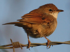 Common Whitethroat