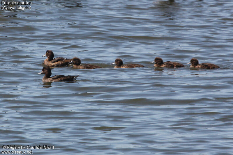 Tufted Duck female, Reproduction-nesting