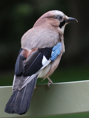 Eurasian Jay 
&copy; R�gine Le Courtois Nivart