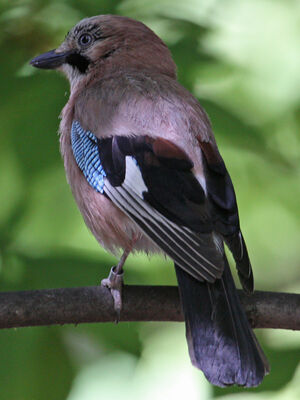 Eurasian Jay 
&copy; R�gine Le Courtois Nivart