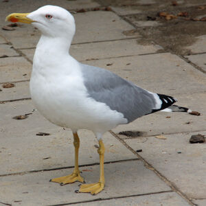 Go�land leucoph�e