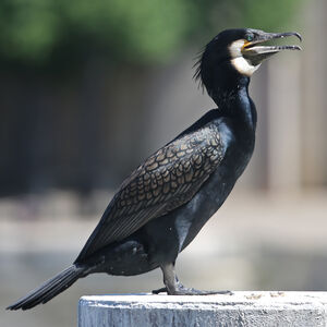 Great Cormorant 
&copy; R�gine Le Courtois Nivart