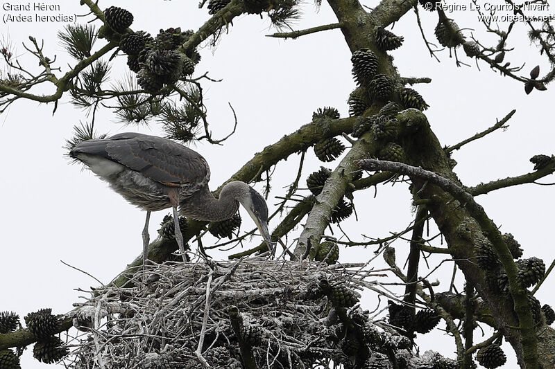 Great Blue Heron, Reproduction-nesting