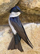 Blue-and-white Swallow