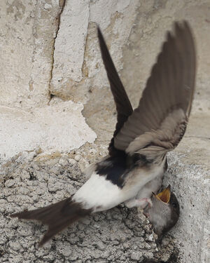 Common House Martin 
&copy; R�gine Le Courtois Nivart