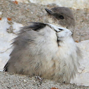 Hirondelle de rochers 
&copy; R�gine Le Courtois Nivart