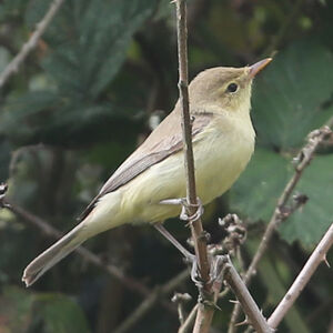 Hypola�s polyglotte 
&copy; R�gine Le Courtois Nivart