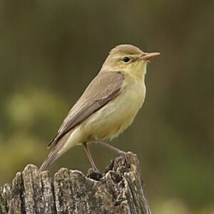 Hypola�s polyglotte 
&copy; R�gine Le Courtois Nivart
