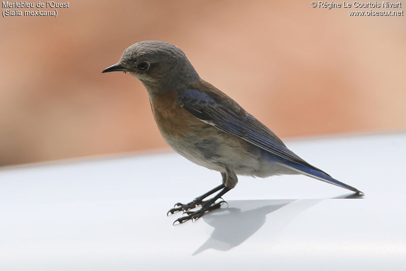 Western Bluebird female