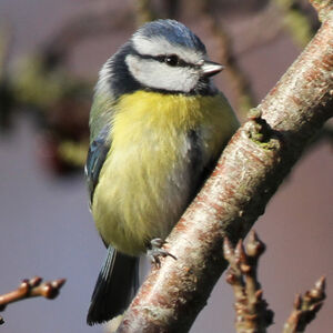 Eurasian Blue Tit 
&copy; R�gine Le Courtois Nivart
