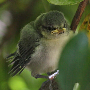Eurasian Blue Tit 
&copy; R�gine Le Courtois Nivart