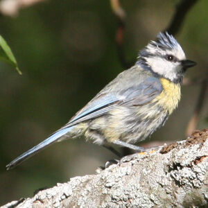 Eurasian Blue Tit 
&copy; R�gine Le Courtois Nivart
