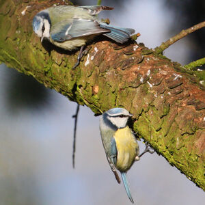 Eurasian Blue Tit 
&copy; R�gine Le Courtois Nivart